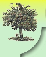 Apfelbaum